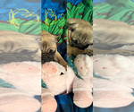 Small #6 Pug
