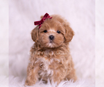 Small Photo #63 Maltipoo (Miniature) Puppy For Sale in WARSAW, IN, USA
