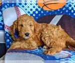 Small Photo #10 Goldendoodle (Miniature) Puppy For Sale in QUARRYVILLE, PA, USA