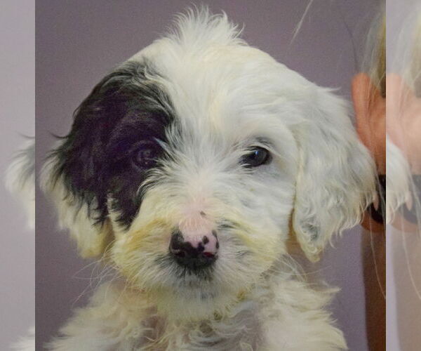 Medium Photo #5 Spaniel-Unknown Mix Puppy For Sale in Huntley, IL, USA
