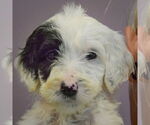 Small #4 Spaniel Mix