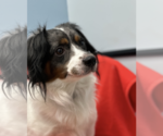 Small #3 Dachshund Mix
