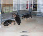 Small Photo #29 German Shepherd Dog Puppy For Sale in BEULAVILLE, NC, USA