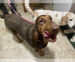 Small Photo #4 Bloodhound Puppy For Sale in Brookville, OH, USA