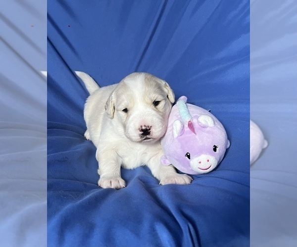 Medium Photo #4 Golden Labrador Puppy For Sale in LIVE OAK, FL, USA