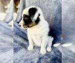 Puppy Kali Australian Shepherd