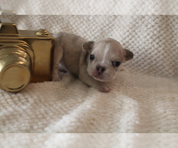 Medium Photo #26 French Bulldog Puppy For Sale in SPRING, TX, USA