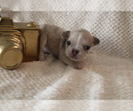 Small #25 French Bulldog
