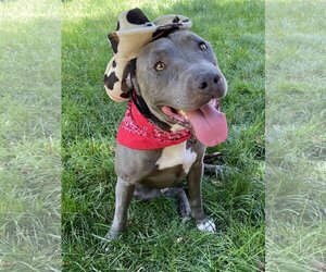 American Pit Bull Terrier-American Staffordshire Terrier Mix Dogs for adoption in Redlands, CA, USA