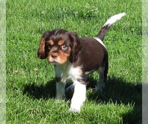 Cavalier King Charles Spaniel Puppy for sale in CARLISLE, KY, USA