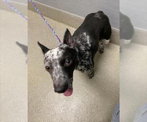 Mutt Dogs for adoption in Las Vegas, NV, USA