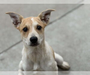 Labrador Retriever-Unknown Mix Dogs for adoption in Tulsa, OK, USA