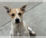 Small Labrador Retriever Mix