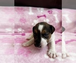Puppy 7 Parson Russell Terrier