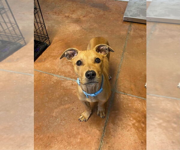 Medium Photo #1 Black Mouth Cur-Unknown Mix Puppy For Sale in Bolivar, MO, USA