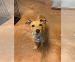 Small Black Mouth Cur Mix