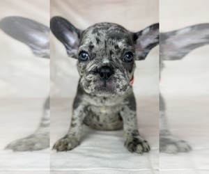 French Bulldog Puppy for sale in METUCHEN, NJ, USA