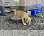 Small Photo #10 American Pit Bull Terrier Puppy For Sale in NAPLES, FL, USA