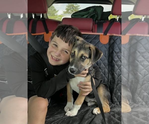 Medium Photo #5 Siberian Husky-Unknown Mix Puppy For Sale in Germantown, OH, USA