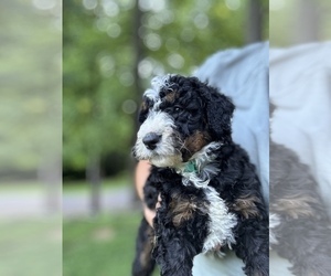 Medium Bernedoodle (Miniature)