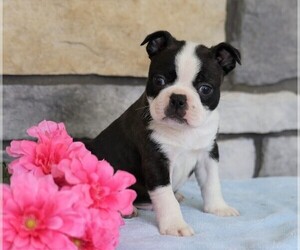 Boston Terrier Puppy for sale in FREDERICKSBG, OH, USA