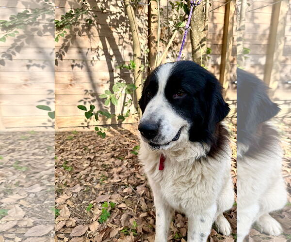 Medium Photo #7 Great Pyrenees Puppy For Sale in Spring, TX, USA