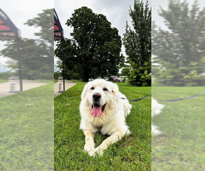 Great Pyrenees Dogs for adoption in MIDWAY, UT, USA