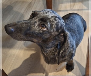 Mother of the Dachshund puppies born on 02/25/2026