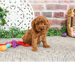 Small #11 Poodle (Miniature)