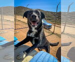 Small #3 Labrador Retriever Mix