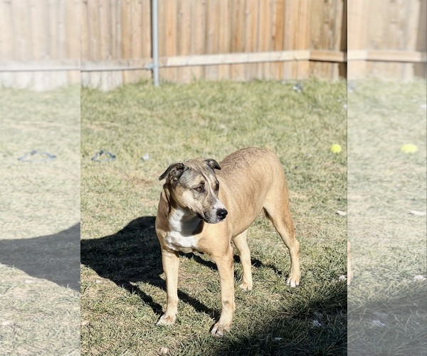 Medium Photo #8 Labrador Retriever-Unknown Mix Puppy For Sale in Amarillo, TX, USA