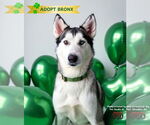 Small #12 Huskies  Mix