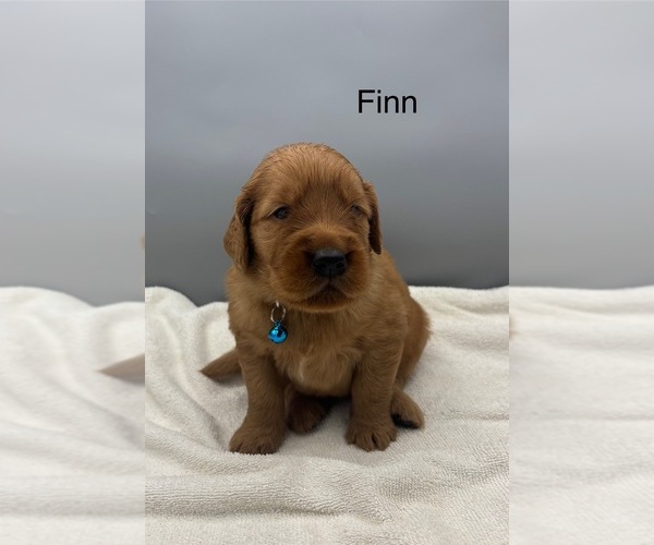 Medium Photo #5 Golden Retriever Puppy For Sale in FREDERICKSBG, OH, USA