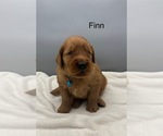 Small #4 Golden Retriever