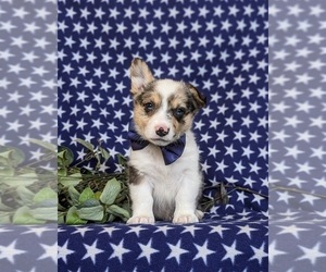 Pembroke Welsh Corgi Puppy for sale in CHRISTIANA, PA, USA