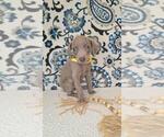Puppy Piper Weimaraner