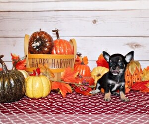 Chihuahua Litter for sale in CHARLESTON, AR, USA