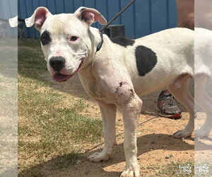 American Pit Bull Terrier-Unknown Mix Dogs for adoption in Washington, DC, USA