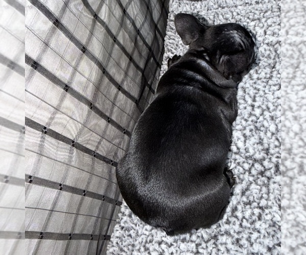 Medium Photo #4 French Bulldog Puppy For Sale in WACO, TX, USA