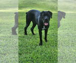 Small #1 Mastiff