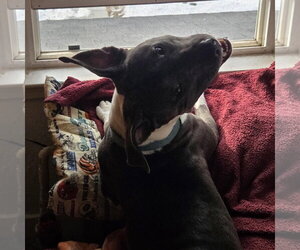 Gayle - Female Mutt Dog for Adoption - Photo #11
