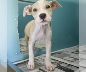 Mutt Dogs for adoption in San Antonio, TX, USA