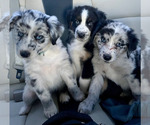 Small Photo #2 Australian Shepherd Puppy For Sale in MCDONOUGH, GA, USA