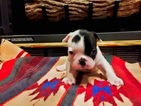 Small Photo #1 French Bulldog Puppy For Sale in STURGEON, MO, USA