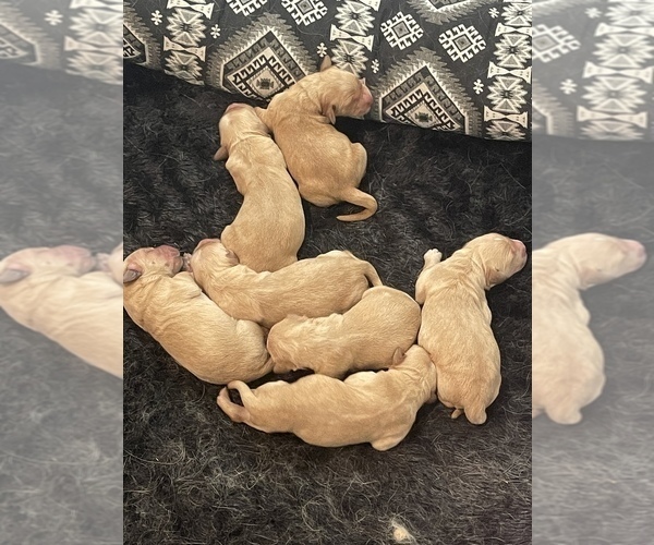 Medium Photo #2 Golden Retriever Puppy For Sale in BENNETT, CO, USA