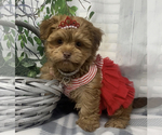 Small Photo #6 Shorkie Tzu-Yorkshire Terrier Mix Puppy For Sale in SELLERSBURG, IN, USA