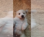 Small Photo #18 Golden Pyrenees-Great Pyrenees Mix Puppy For Sale in RAVENNA, MI, USA