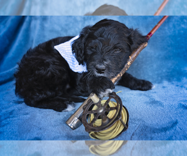 Medium Photo #6 Portuguese Water Dog Puppy For Sale in NAMPA, ID, USA
