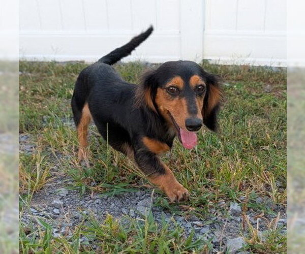 Medium Photo #10 Dachshund Puppy For Sale in Shelbyville, TN, USA