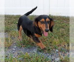 Small #9 Dachshund